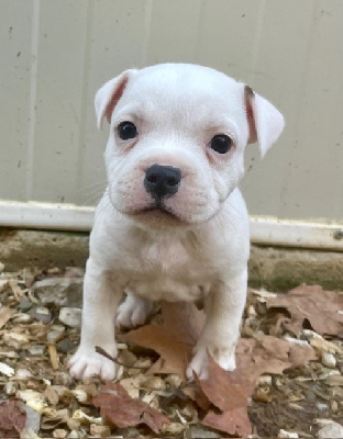 Les chiots de Staffordshire Bull Terrier