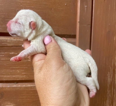 Les chiots de West Highland White Terrier