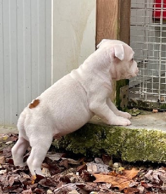 Les chiots de Staffordshire Bull Terrier