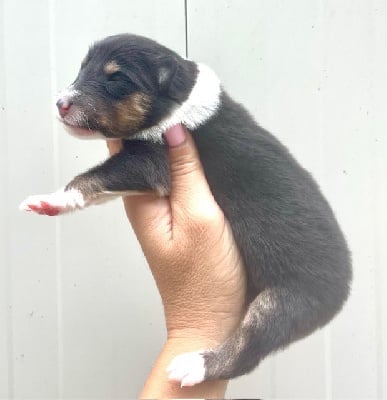 Les chiots de Colley à poil long