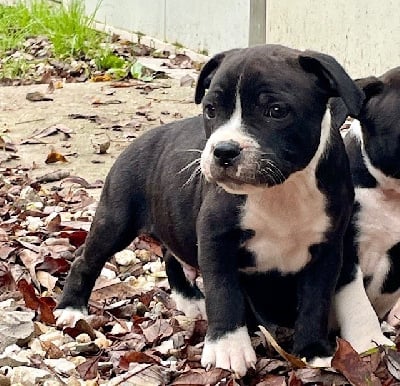 Les chiots de Staffordshire Bull Terrier