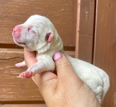 Les chiots de West Highland White Terrier