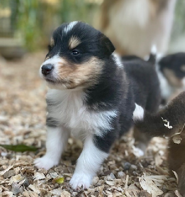 Les chiots de Colley à poil long