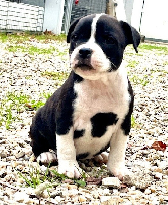 Les chiots de Staffordshire Bull Terrier