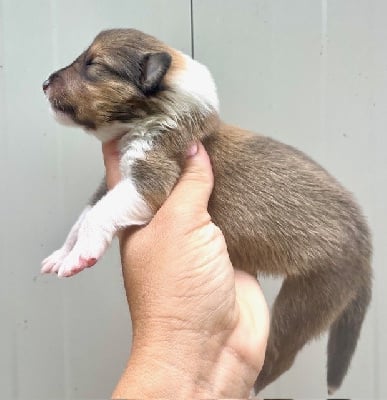 Les chiots de Colley à poil long