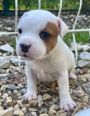 Les chiots de Staffordshire Bull Terrier