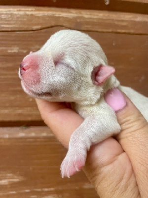 Les chiots de West Highland White Terrier