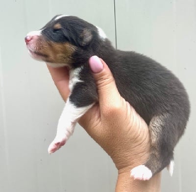 Les chiots de Colley à poil long