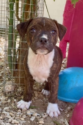 Les chiots de Staffordshire Bull Terrier