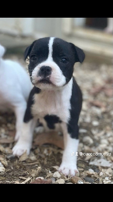 Les chiots de Staffordshire Bull Terrier