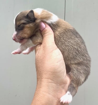 Les chiots de Colley à poil long