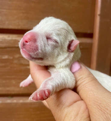 Les chiots de West Highland White Terrier