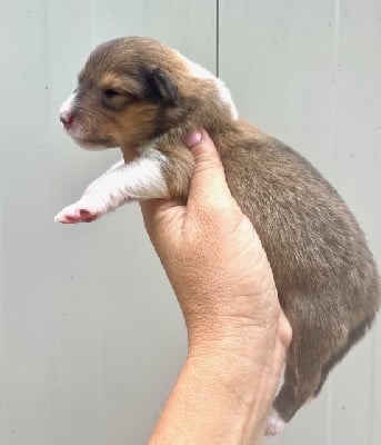 Les chiots de Colley à poil long