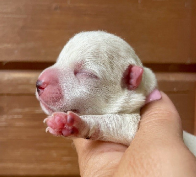 Les chiots de West Highland White Terrier