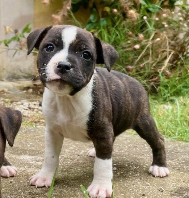 CHIOT 1 - Staffordshire Bull Terrier