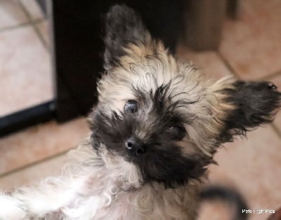 Les chiots de Chien chinois à crête