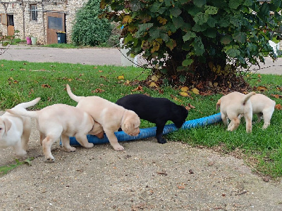 Les chiots de Labrador Retriever