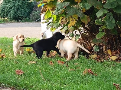 Les chiots de Labrador Retriever