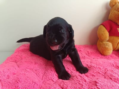 Les chiots de Labrador Retriever