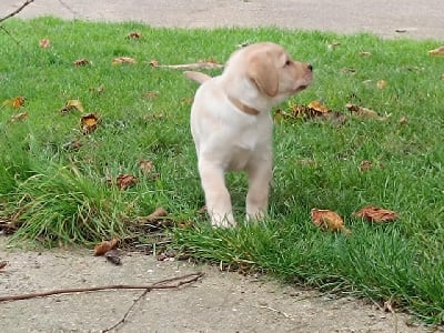 Les chiots de Labrador Retriever