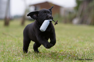 Les chiots de Labrador Retriever