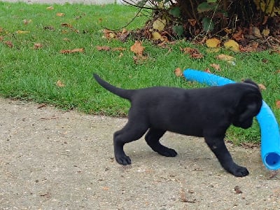 Les chiots de Labrador Retriever