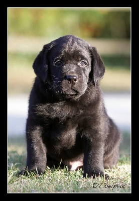 Les chiots de Labrador Retriever