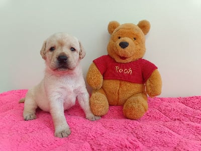 Les chiots de Labrador Retriever