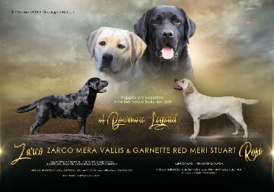 Les chiots de Labrador Retriever