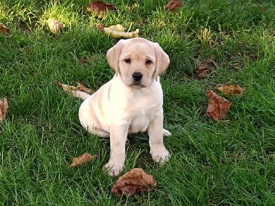 Les chiots de Labrador Retriever