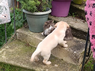 Les chiots de Labrador Retriever