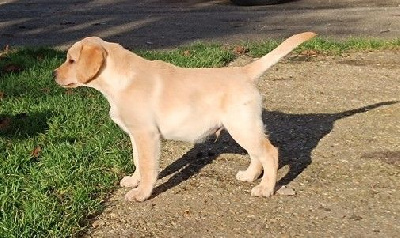 Les chiots de Labrador Retriever