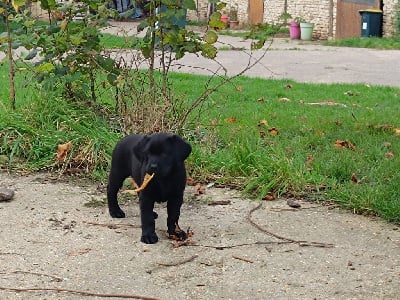 Les chiots de Labrador Retriever