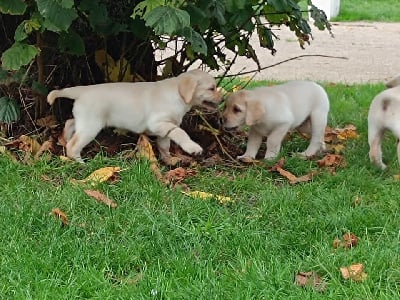 Les chiots de Labrador Retriever