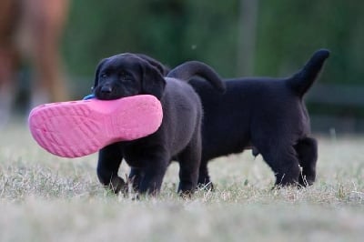 Les chiots de Labrador Retriever