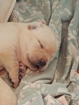 Les chiots de Labrador Retriever