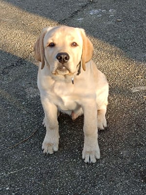 Les chiots de Labrador Retriever