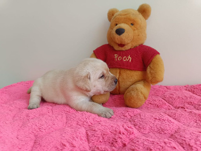 Les chiots de Labrador Retriever