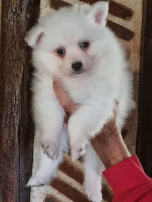 Les chiots de Spitz japonais