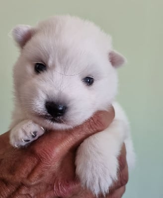 Les chiots de Spitz japonais