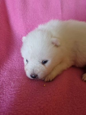 Les chiots de Spitz japonais