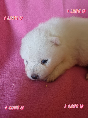 Les chiots de Spitz japonais