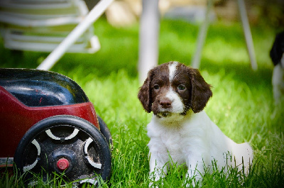 Les chiots de English Springer Spaniel