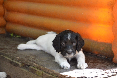 Les chiots de English Springer Spaniel