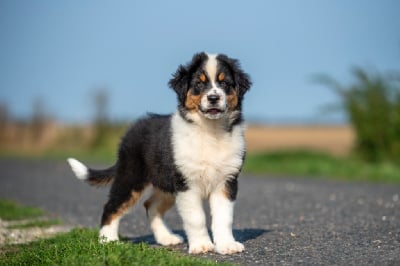 Les chiots de Berger Australien