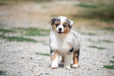 Les chiots de Berger Australien