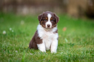 Les chiots de Berger Australien