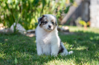 Les chiots de Berger Australien