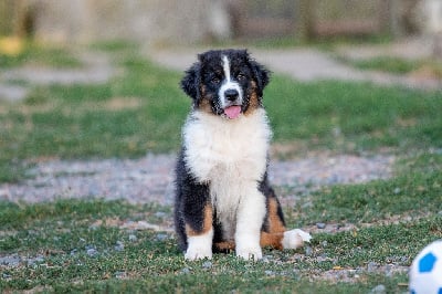 Les chiots de Berger Australien