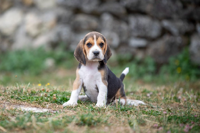 Les chiots de Beagle